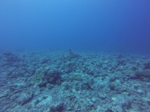 Plongée Moorea - Requins citrons